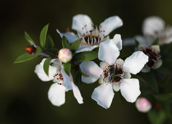 The Healing Power of Manuka Honey: Antibacterial, Antifungal, Antiviral!