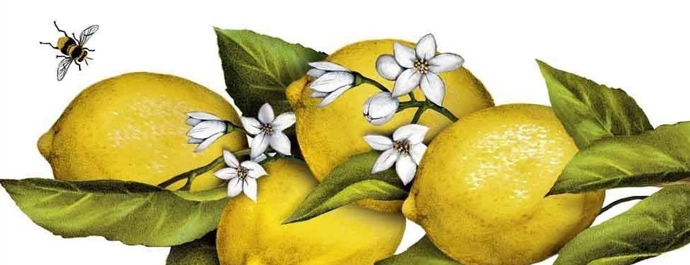 A Hilltop Honey based Fighter Shot a day keeps the doctor away!